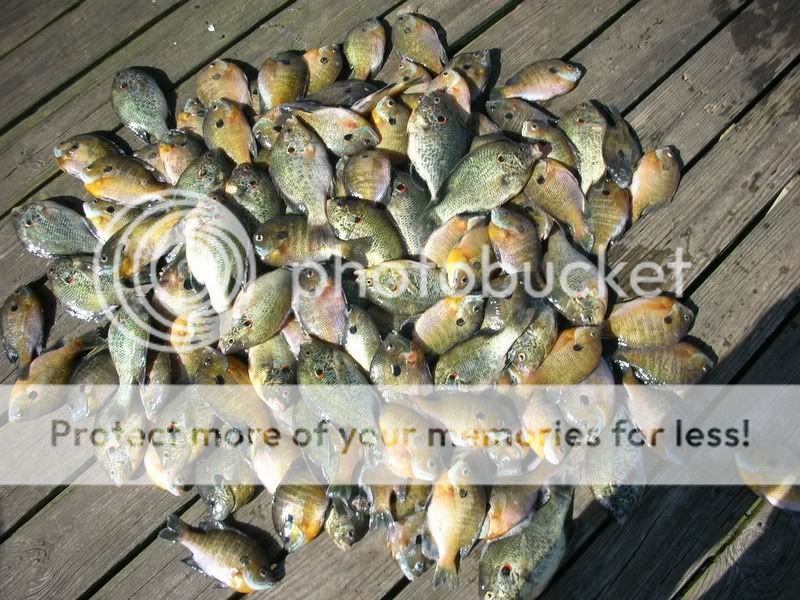 Kentucky Lake Redear/Bluegill Pics...